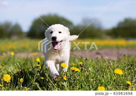 Puppy shepard walks outdoor at summer day 63961698