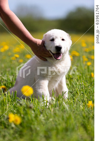 Puppy shepard walks outdoor at summer day Puppy shepard walks outdoor at summer day 63961764