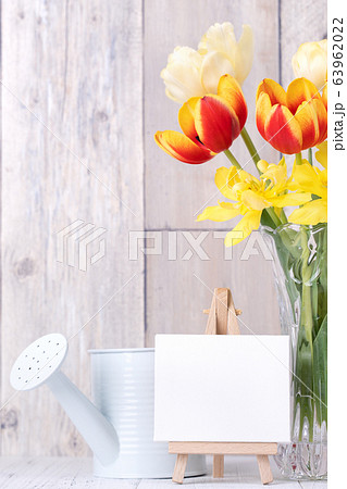 チューリップ ﾁｭｰﾘｯﾌﾟ 母の日 63962022