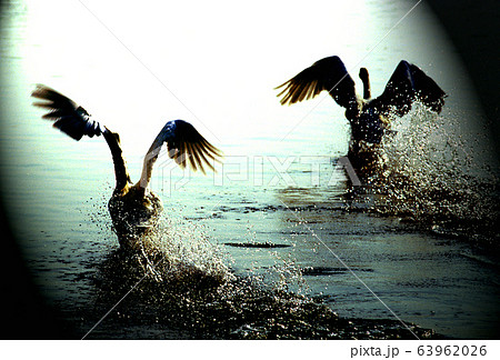 白鳥2羽 後ろ姿ダッシュのイラスト素材