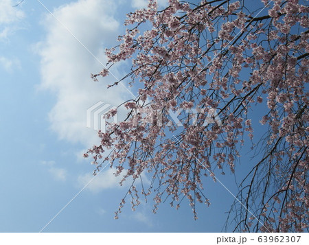 しだれ桜 しだれ桜 63962307