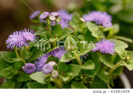 flowers in ukraine close-up of plants on sunny day flowers in ukraine close-up of plants on sunny day 63962609