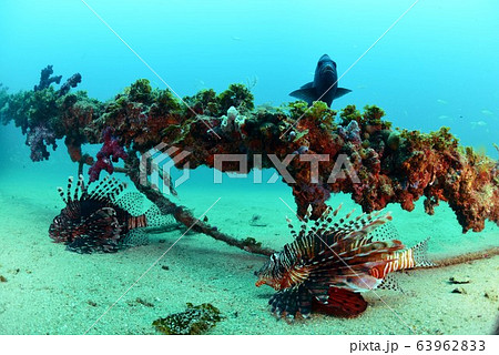 ハナミノカサゴ 63962833