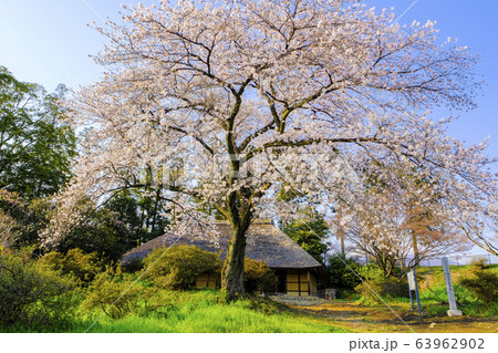 桜と阿久沢家住宅 63962902