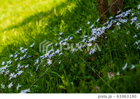 春の野の花 木の根元に咲くハナニラ 春の野の花 木の根元に咲くハナニラ 63963190