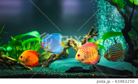 Colorful fish from the spieces Symphysodon discus Colorful fish from the spieces Symphysodon discus 63963250