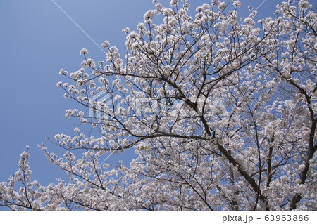 桜 cherry blossoms / 千葉県茂原市 63963886