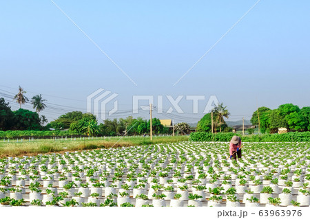 Farmer mowing grass with a hoe and clean up the growing strawberry farm in the afternoon. Farmer mowing grass with a hoe and clean up the growing strawberry farm in the afternoon. 63963976