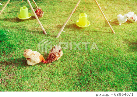 Many chickens rest happily on the chicken farm in the afternoon. Outdoors close up selective focus image. 63964071
