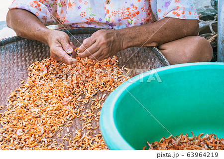 Close up to an eldery female fisherman use small knife to cut out unwanted parts of the shrimp, which is one step in making dried shrimp for sale. Close up to an eldery female fisherman use small knife to cut out unwanted parts of the shrimp, which is one step in making dried shrimp for sale. 63964219