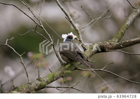 荒尾市　四ツ山神社　ヒヨドリ、 63964728