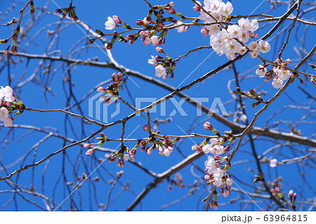 さくら　桜　サクラ 63964815