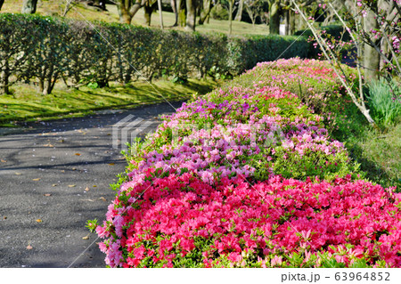 赤とピンクの綺麗なツツジ 赤とピンクの綺麗なツツジ 63964852