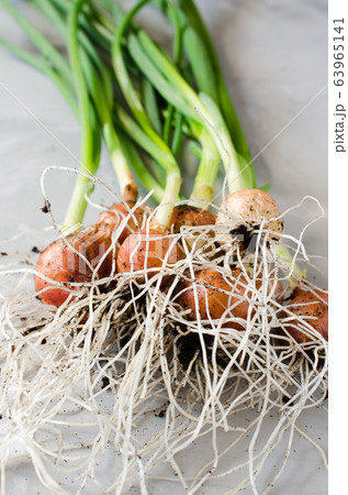 Roots of fresh organic green onions freshly picked from garden bed. Roots of fresh organic green onions freshly picked from garden bed. 63965141