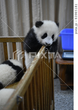 あかちゃんパンダ あかちゃんパンダ 63965181