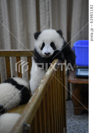 あかちゃんパンダ あかちゃんパンダ 63965182