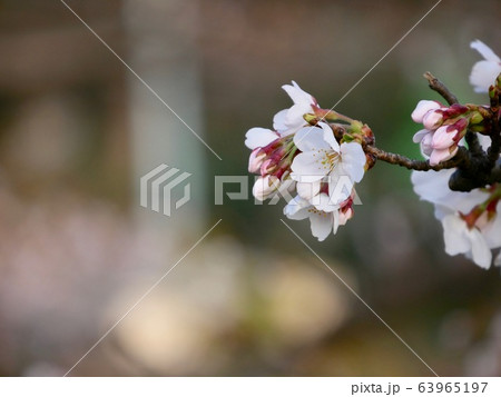 さくら 63965197