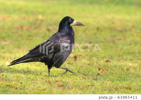 Beautiful eurasian rook Corvus frugilegus 63965411