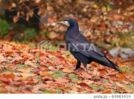 Beautiful eurasian rook Corvus frugilegus 63965414