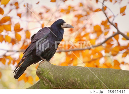 Beautiful eurasian rook Corvus frugilegus 63965415