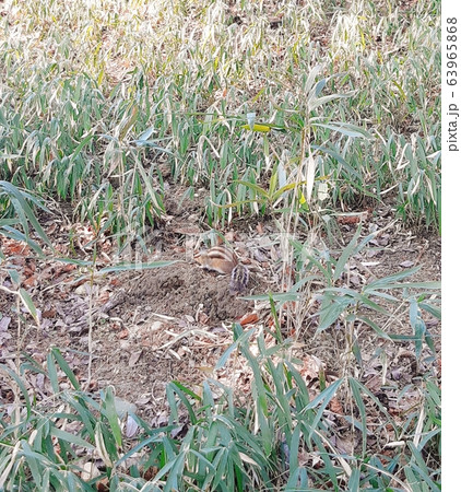 薮 リス 南怡島 63965868