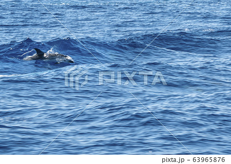 move effect happy young striped Dolphins while 63965876