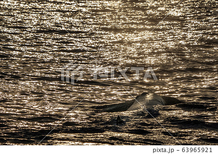 Sperm Whale head at sunset 63965921