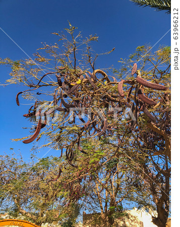 Ceratonia Siliqua mature tree. Blue sky background 63966212