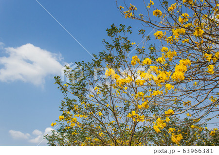 Yellow flower bellflower in full bloom in spring 63966381