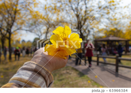 Yellow flower bellflower in full bloom in spring 63966384