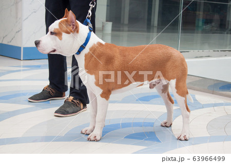 Man with american staffordshire terrier puppy. Man with american staffordshire terrier puppy. 63966499