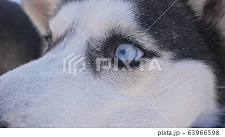 Woman and small child walking running in winter forest with of husky dog. Young mother with daughter in park with huskies dog. Friendship pet human. Woman and small child walking running in winter forest with of husky dog. Young mother with daughter in park with huskies dog. Friendship pet human. 63966598