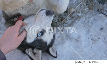 Woman and small child walking running in winter forest with of husky dog. Young mother with daughter in park with huskies dog. Friendship pet human. 63966599