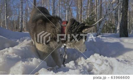 Woman and small child walking running in winter forest with of husky dog. Young mother with daughter in park with huskies dog. Friendship pet human. 63966600