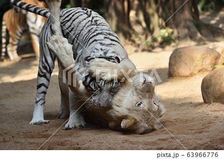 ホワイトタイガー 63966776