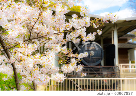 SLと桜 SLと桜 63967857