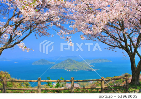 【香川県】　桜満開の紫雲出山と瀬戸内海の島々 63968005