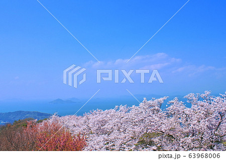 【香川県】 桜満開の紫雲出山と瀬戸内海の島々 【香川県】 桜満開の紫雲出山と瀬戸内海の島々 63968006