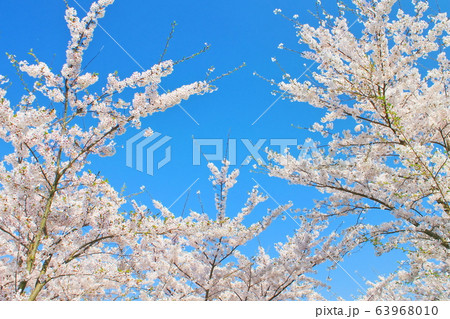 【香川県】 桜満開の紫雲出山 【香川県】 桜満開の紫雲出山 63968010