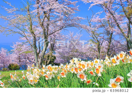 【香川県】　桜満開の紫雲出山 63968012