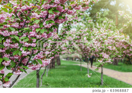 Park with an alley of young trees with blooming pink sakura in Ukraine, Kiev. 63968887