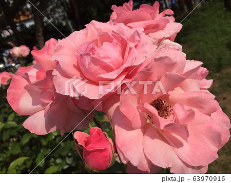 花 園芸 植物 63970916