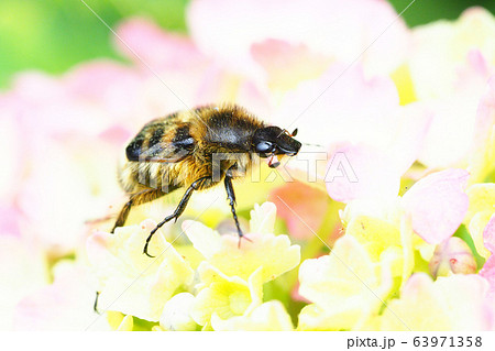 アジサイの花に止まるヒメトラハナムグリ 63971358
