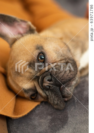Cute purebred Fawn French Bulldog is resting and looking with interest 63971786