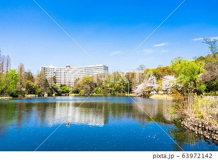 東京 井の頭公園 春景 東京 井の頭公園 春景 63972142