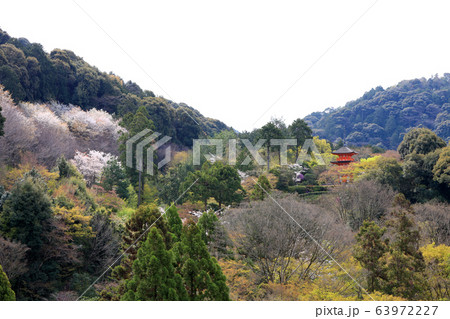 清水寺の境内にある三重塔と桜(京都) 清水寺の境内にある三重塔と桜(京都) 63972227