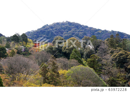 清水寺の境内にある三重塔と桜（京都） 63972228