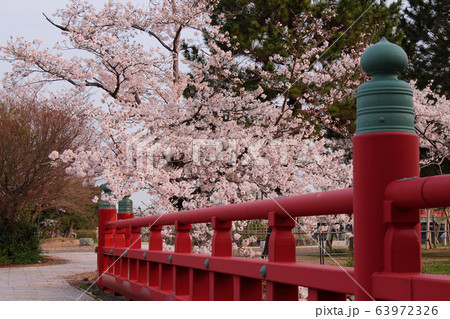 京都府　宇治公園の桜 63972326
