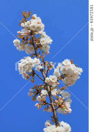 シズカ桜_桜と青空 シズカ桜_桜と青空 63972581