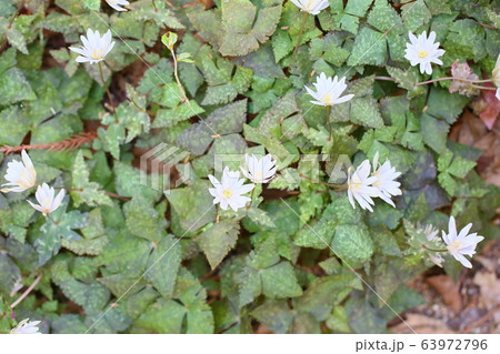 ユキワリイチゲの花 ユキワリイチゲの花 63972796